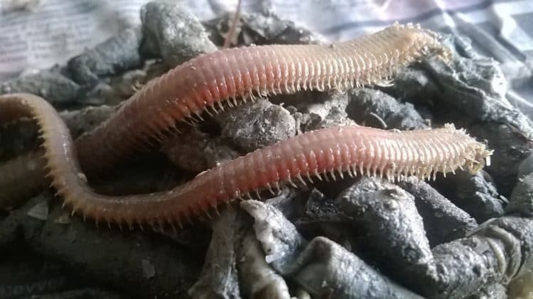 Canlı Boru Kurdu